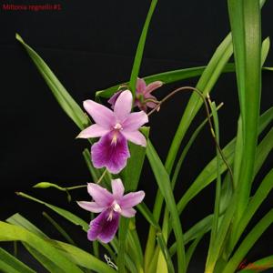 Miltonia regnellii