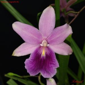 Miltonia regnellii