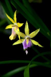 Miltonia regnellii