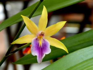 Miltonia regnellii