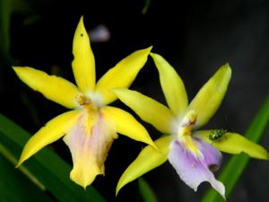 Miltonia regnellii