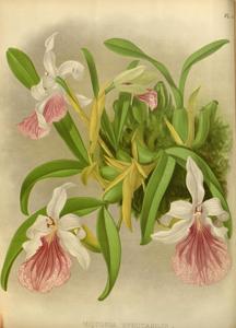 Miltonia spectabilis