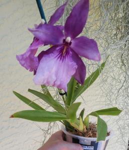 Miltonia spectabilis var. moreliana