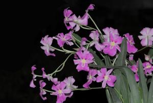 Miltoniopsis bismarckii