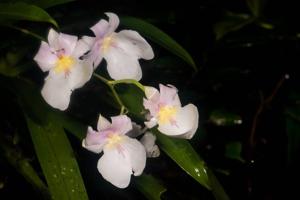 Miltoniopsis vexillaria