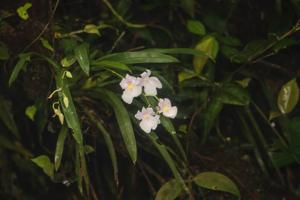 Miltoniopsis vexillaria