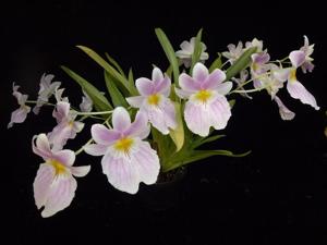 Miltoniopsis vexillaria