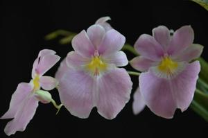 Miltoniopsis vexillaria