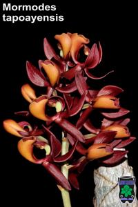 Mormodes tapoayensis