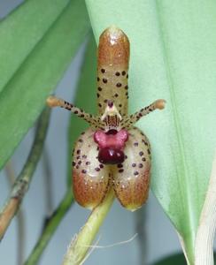 Myoxanthus punctatus
