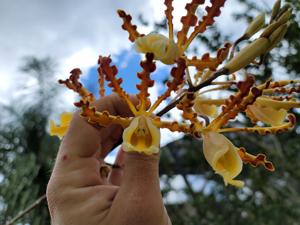 Myrmecophila christinae