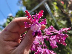 Myrmecophila exaltata