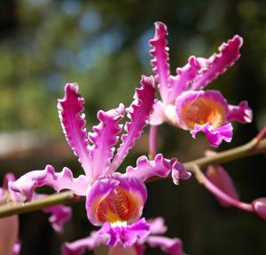 Myrmecophila tibicinis