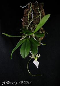 Neobathiea grandidieriana