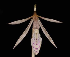 Nervilia macroglossa