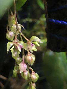 Notyliopsis beatricis