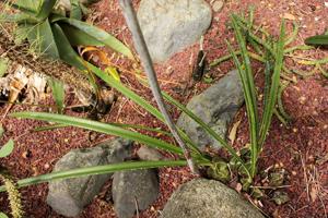 Oeceoclades calcarata