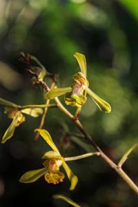 Oeceoclades calcarata