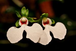 Oeonia rosea