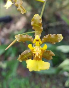 Oncidium altissimum