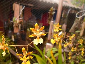 Oncidium baueri