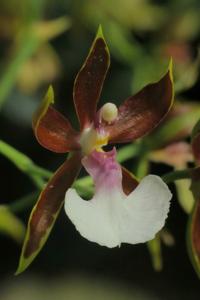 Oncidium cariniferum