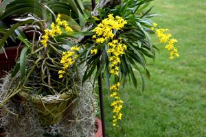 Oncidium cheirophorum