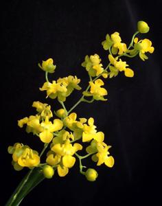 Oncidium cheirophorum