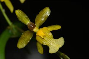 Oncidium chrysomorphum