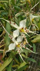 Oncidium cirrhosum