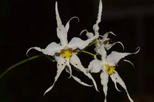 Oncidium cirrhosum