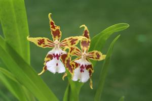 Oncidium constrictum