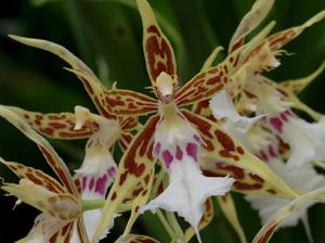 Oncidium constrictum