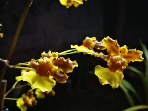 Oncidium dichromaticum