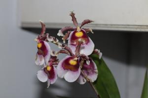 Oncidium fuscatum