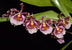 Oncidium fuscatum