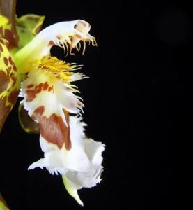 Oncidium hallii