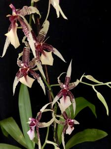 Oncidium hastilabium