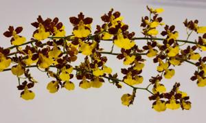 Oncidium hyphaematicum