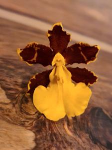 Oncidium hyphaematicum