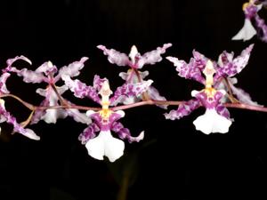 Oncidium incurvum