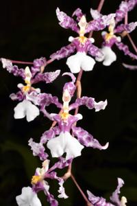 Oncidium incurvum