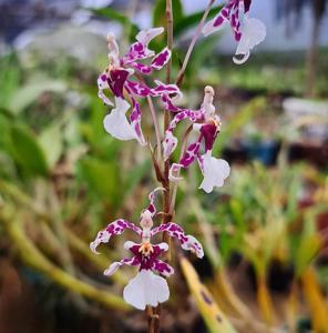 Oncidium incurvum