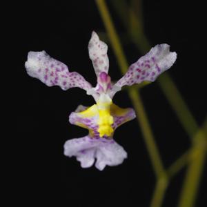 Oncidium iricolor