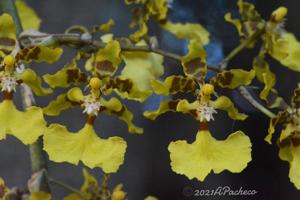 Oncidium isthmi