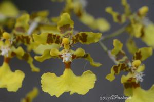 Oncidium isthmi