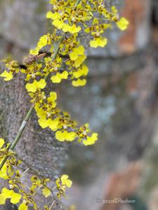 Oncidium isthmi