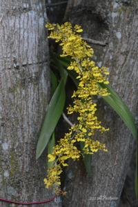 Oncidium isthmi