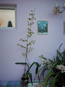 Oncidium leucochilum