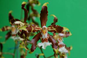 Oncidium luteopurpureum